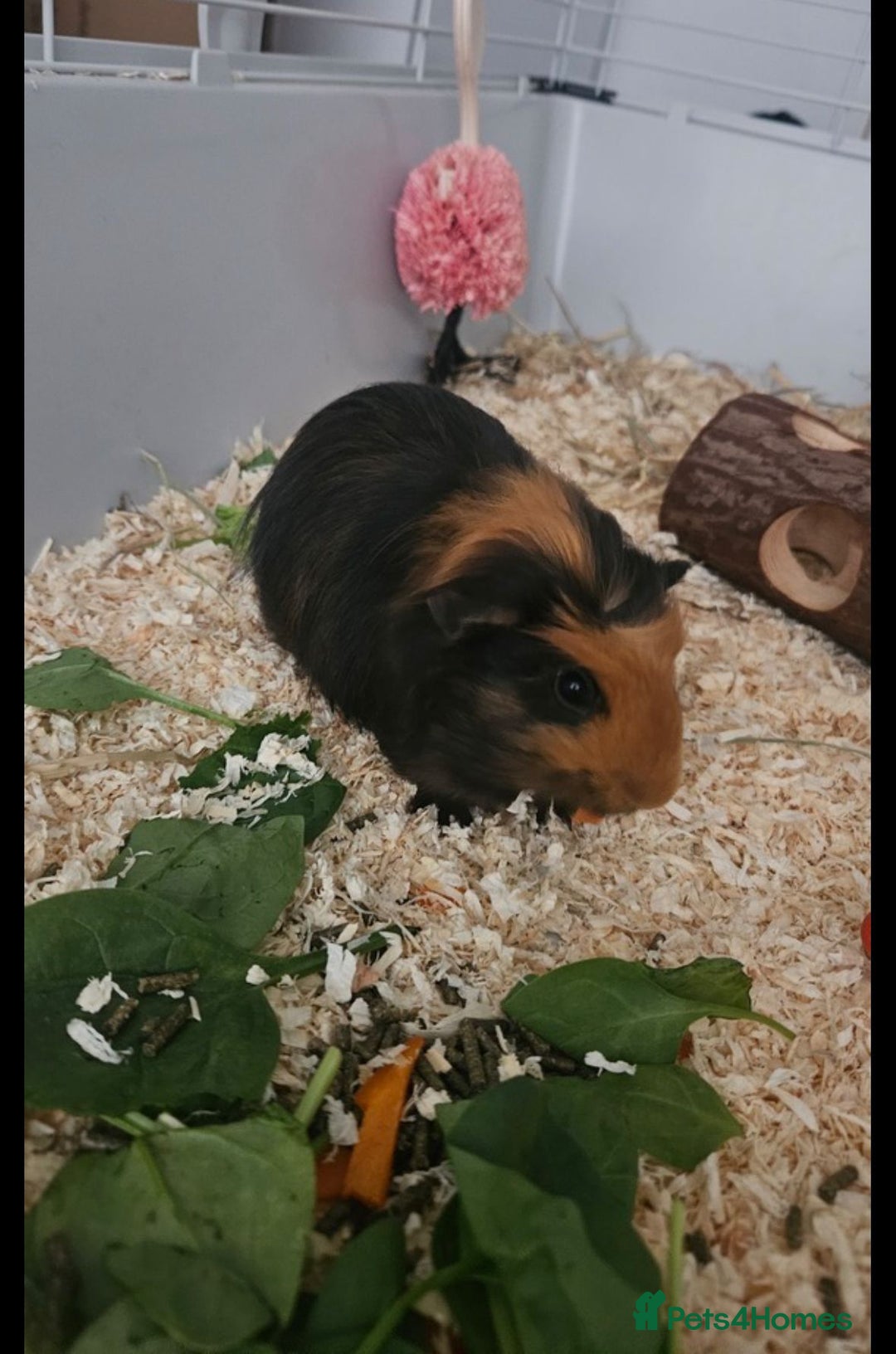 Guinea Pig rodents for sale: Two male guinea pigs brothers  - Advert 1