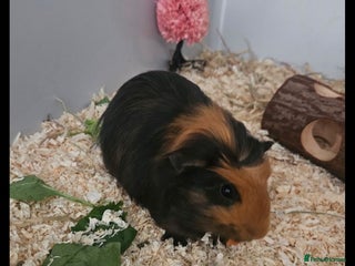 Guinea Pig rodents Two male guinea pigs brothers - Advert 2