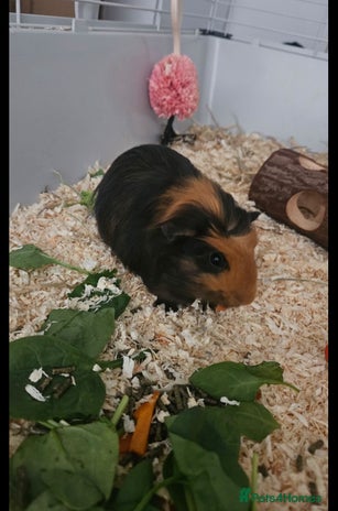 Guinea Pig rodents Two male guinea pigs brothers - Advert 1