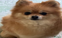 Pomeranian dogs for sale: Four years old Pomeranian female for sale.  - Image 2