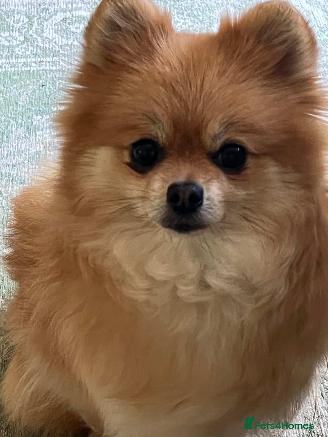 Pomeranian dogs for sale: Four years old Pomeranian female for sale.  - Image 2
