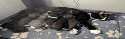 Mixed Breed cats for sale: Kittens in Worthing - Advert 1