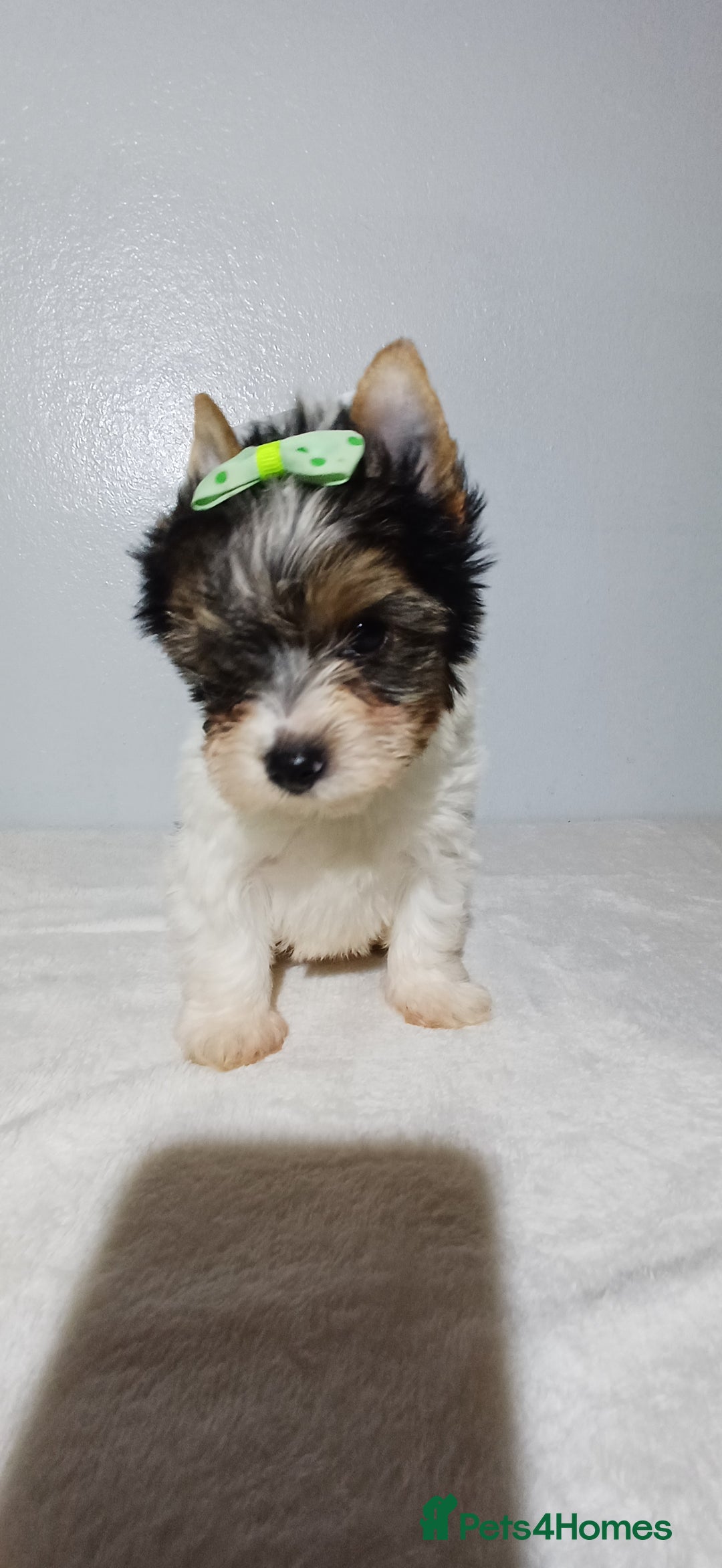 Yorkshire Terrier dogs for sale: 100% Biewer yorkshire-terrier Pedigree  - Advert 27