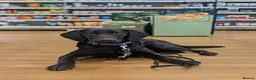 Labrador Retriever dogs for sale: Scent detection dog  - Advert 3