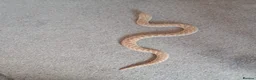 Snake reptiles for sale: Male Caramel Hognose Snake – Healthy & tame  in Shrewsbury - Advert 4