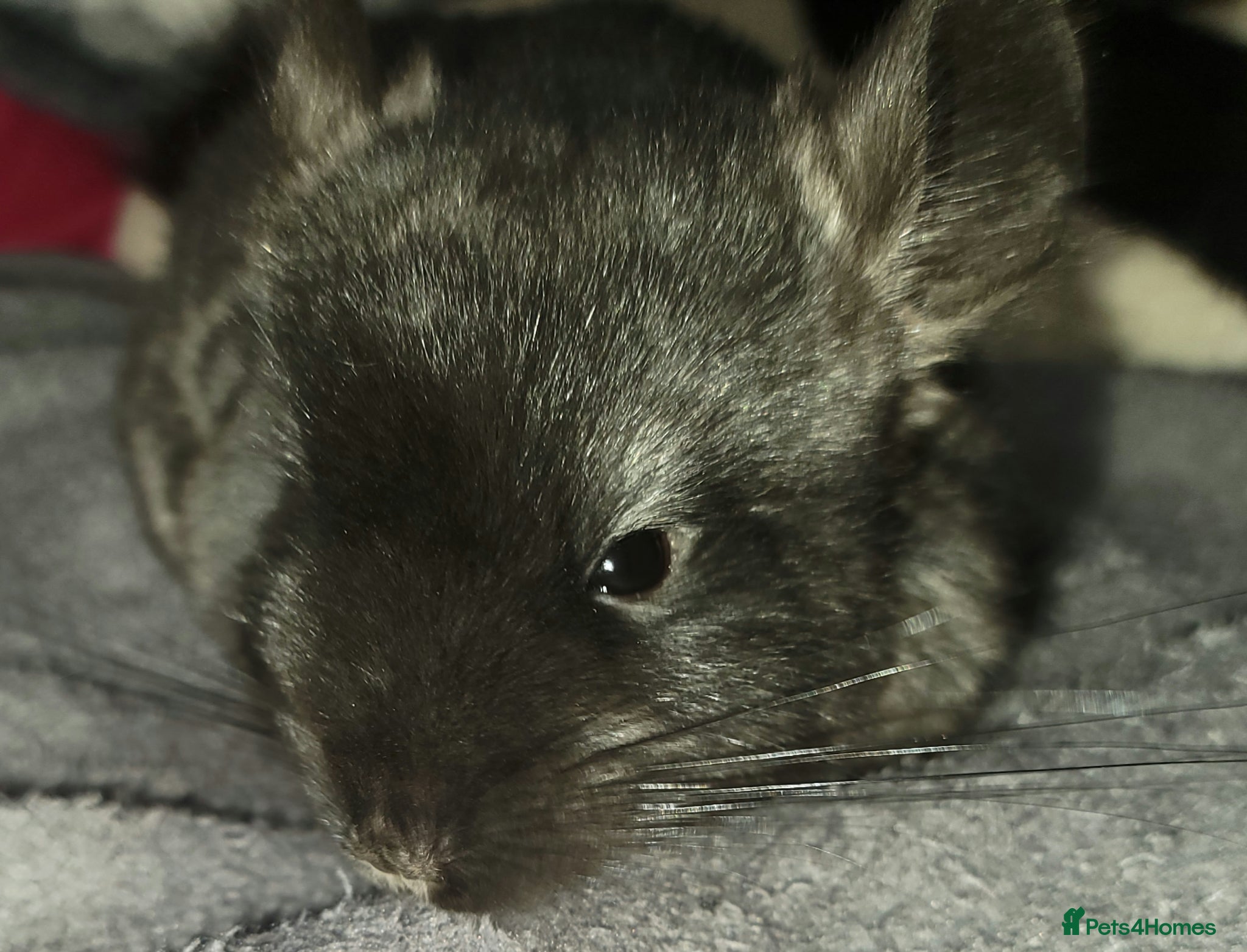 Chinchilla rodents Baby chinchillas for sale  - Advert 13