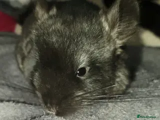 Chinchilla rodents Baby chinchillas for sale - Advert 13