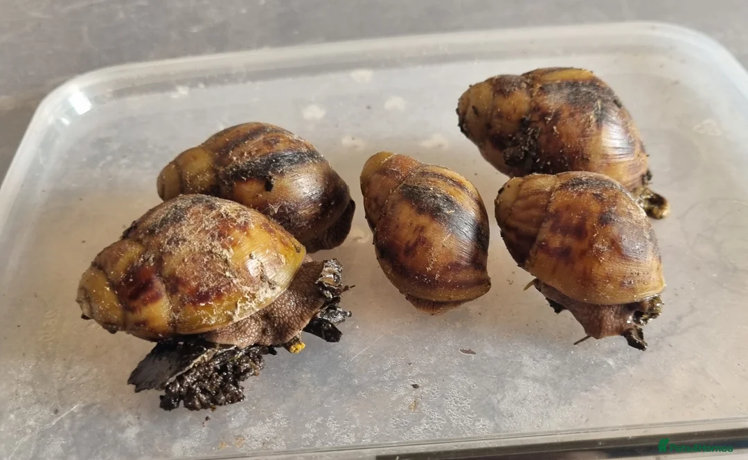 Millipedes invertebrates for sale: Invertebrates Available. - Advert 5