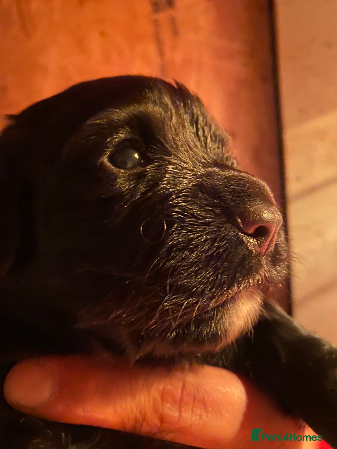 Cocker Spaniel dogs for sale: Beautiful working Cocker spaniel puppies  - Image 2