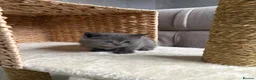 Scottish Fold cats for sale: 7 Beautifully Scottish Fold/Straight kittens - Advert 15