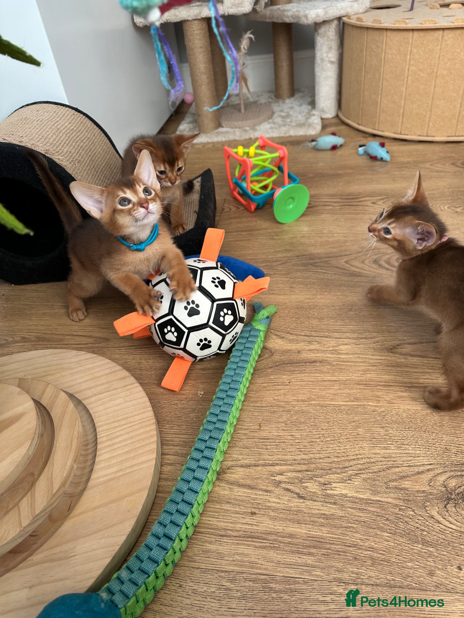 Abyssinian cats for sale: Abyssinian kittens  - Advert 23