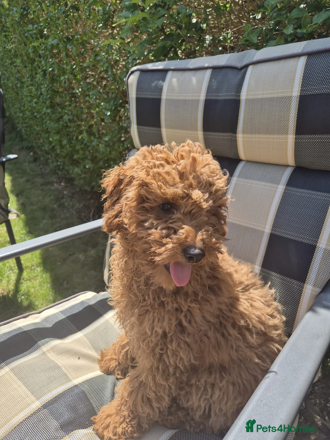 Toy Poodle dogs for sale: Toy Poodle Puppy 🐩 - KC Registered/Health Tested  - Advert 7