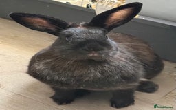 Mini Lop rabbits for sale: Rabbits to rehome - Image 5