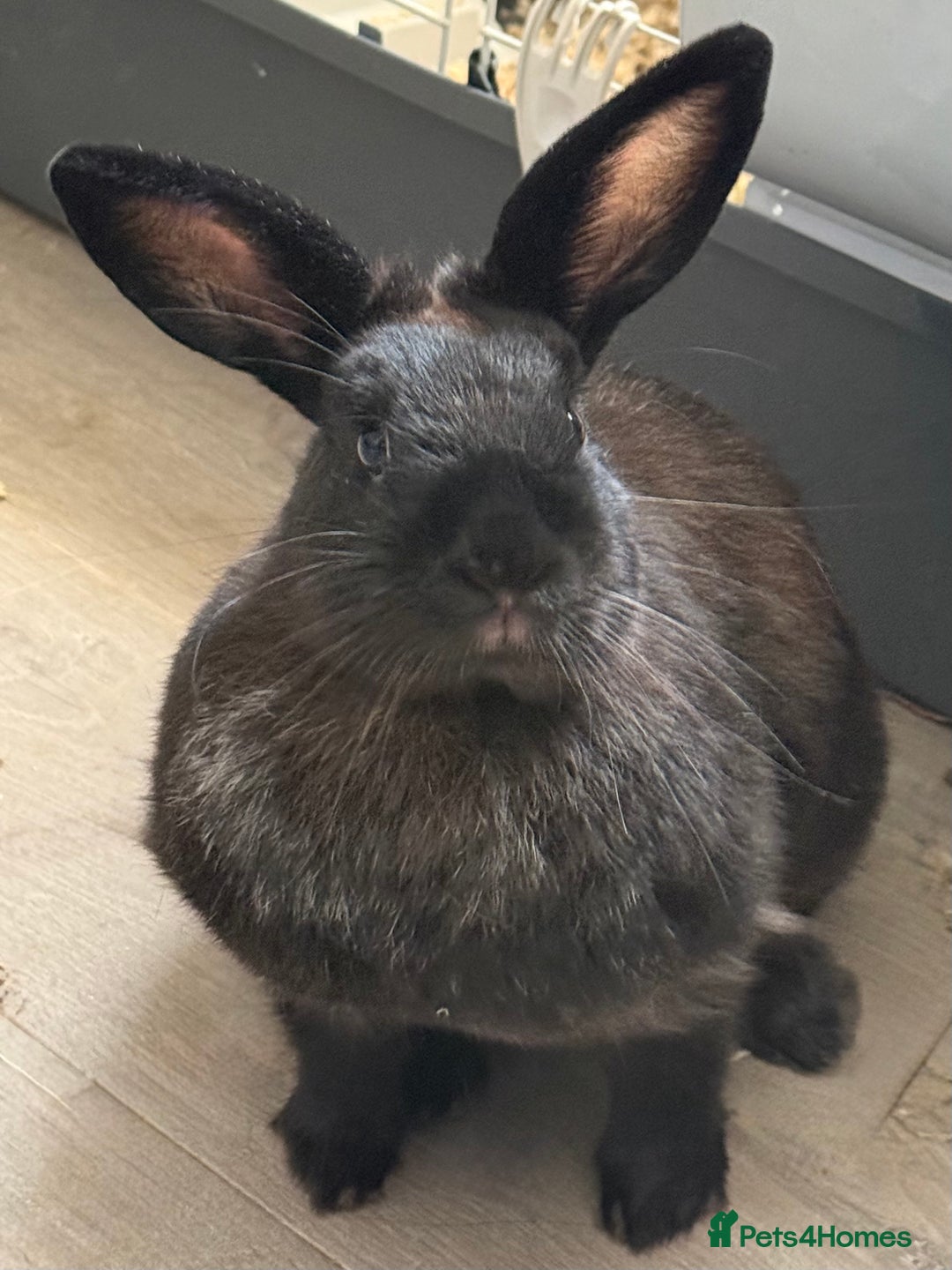 Mini Lop rabbits for sale: Rabbits to rehome - Image 5