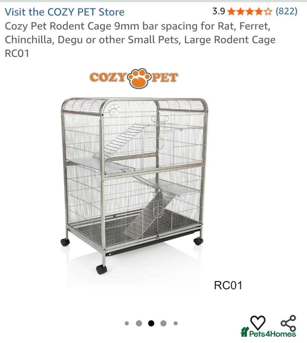 Rat rodents for sale: Male fancy rats - Advert 10