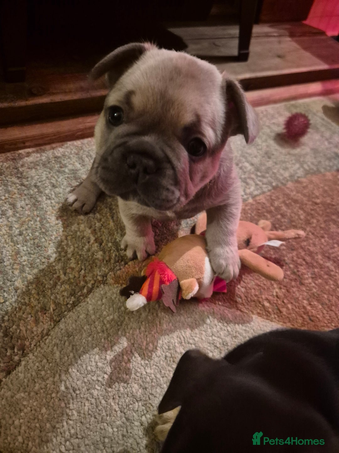 French Bulldog dogs for sale: French Bulldog Puppies - Advert 1