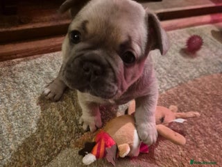 French Bulldog dogs French Bulldog Puppies - Advert 1