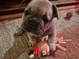 French Bulldog dogs French Bulldog Puppies - Advert 6
