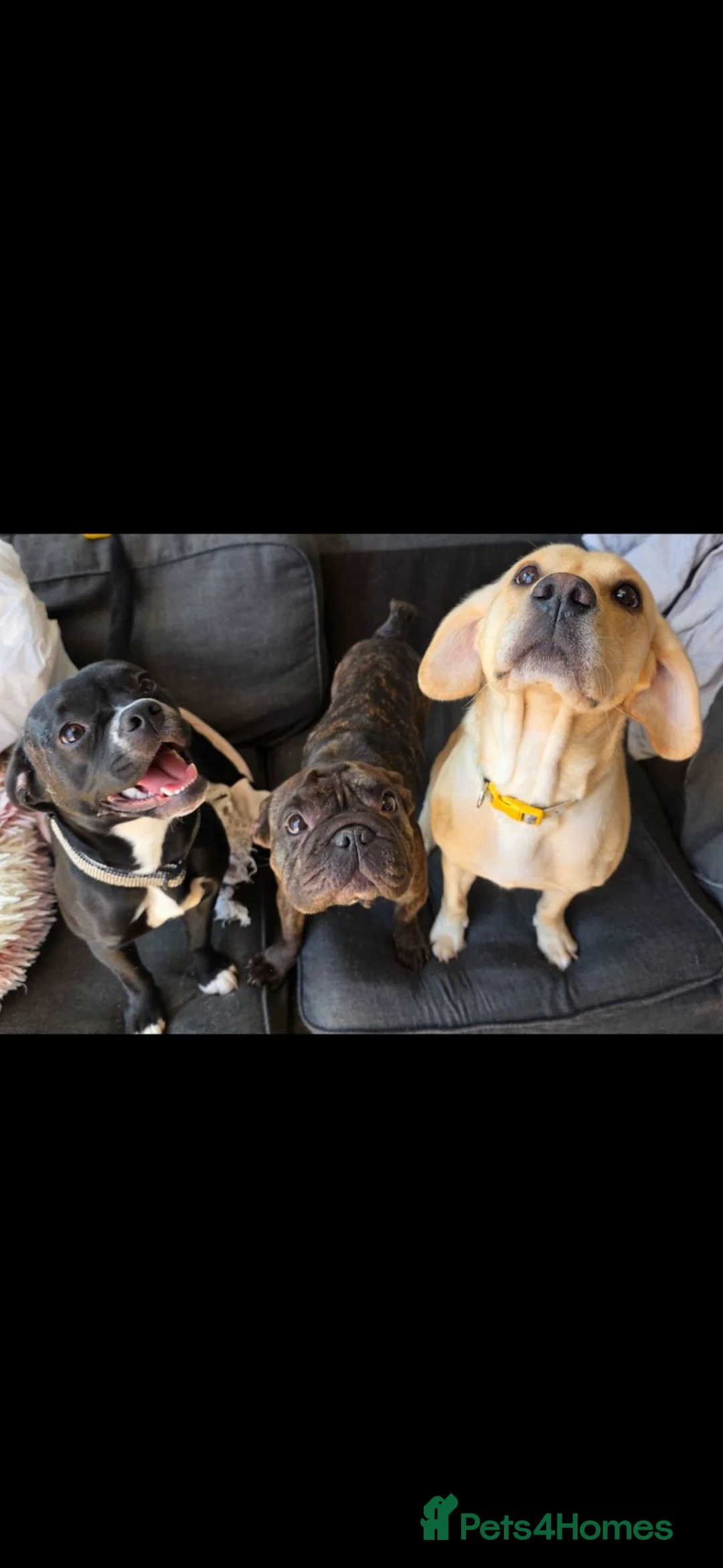 Mixed Breed dogs for sale: 5 gorgeous little puppies  - Advert 12