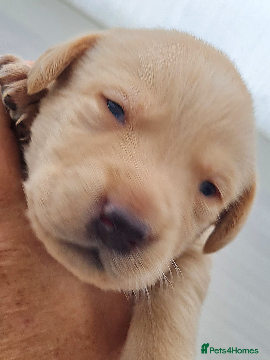 Labrador Retriever dogs for sale:  Beautiful, bouncing Pedigree Pups - Image 15