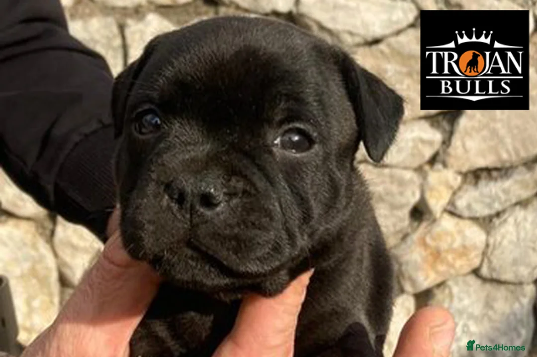 Staffordshire Bull Terrier dogs for stud: 🏆EXCLUSIVE GRAND CHAMPION BLACK BLUE GENE STUD🏆 in Basingstoke - Advert 5
