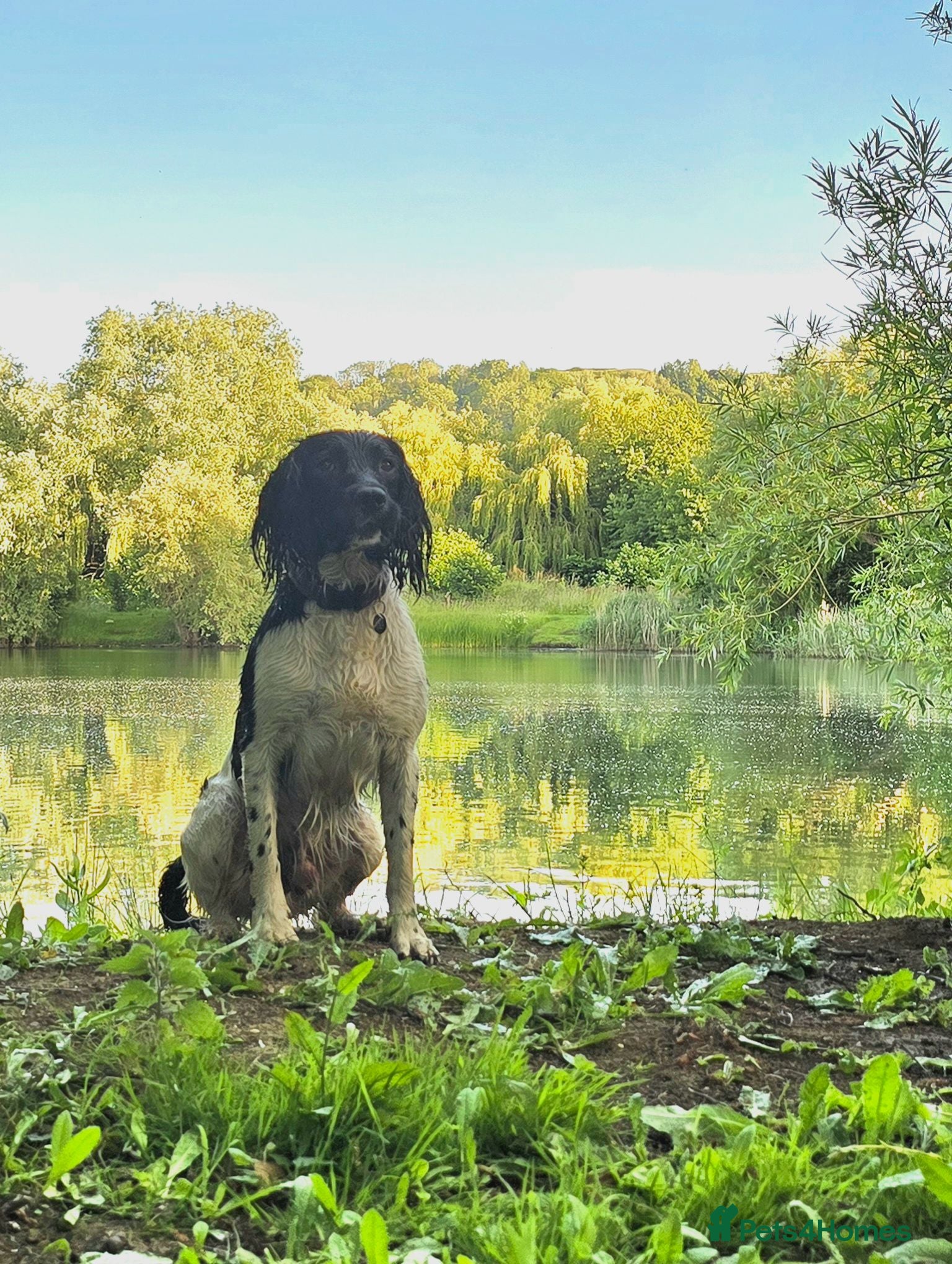 English Springer Spaniel dogs Wessexmac's King Kobe at Stud - Advert 6