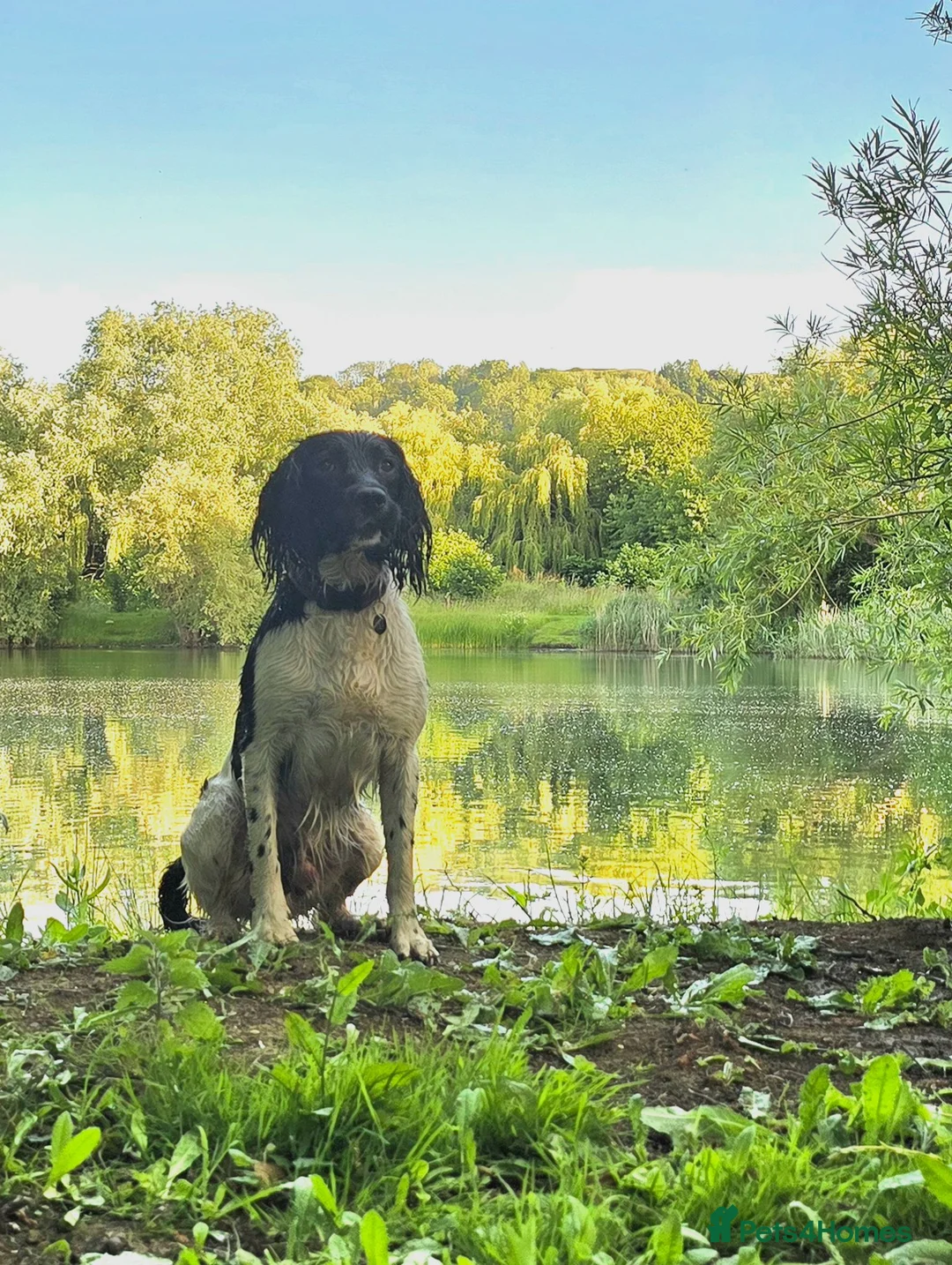 English Springer Spaniel dogs for stud: Wessexmac's King Kobe at Stud - Advert 1
