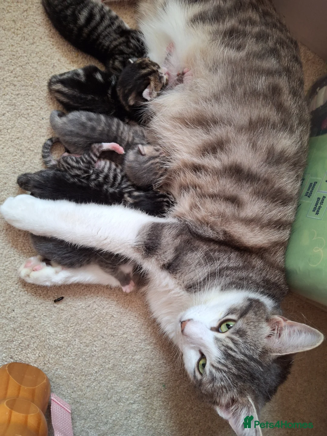 Mixed Breed cats for sale: Gorgeous kittens  in Woking - Advert 17