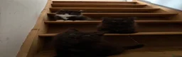 Mixed Breed cats for sale: Kittens for good homes - Advert 14