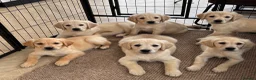 Golden Retriever dogs for sale: KC Reg Golden Retriever puppies - Ready now!!!!  - Advert 3