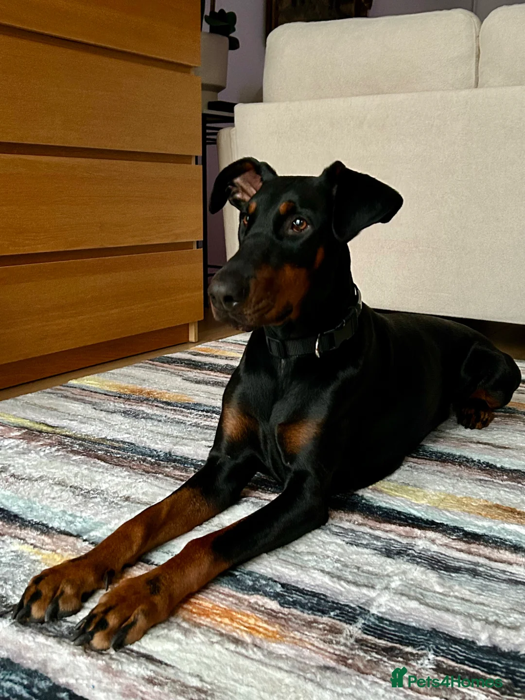 Dobermann dogs for sale: Female doberman - Advert 2