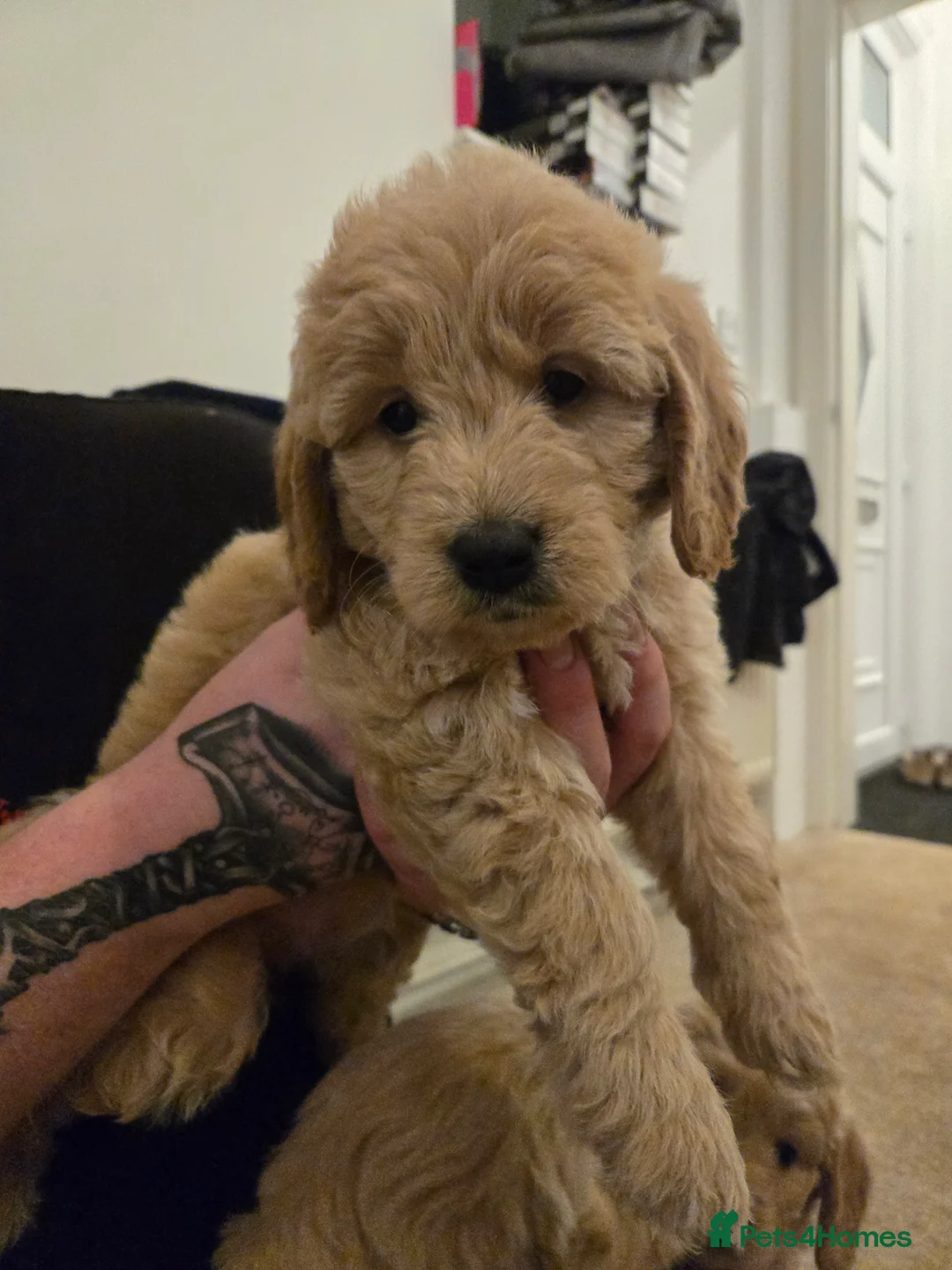 Mini Goldendoodle dogs for sale: Available from Monday  - Advert 10