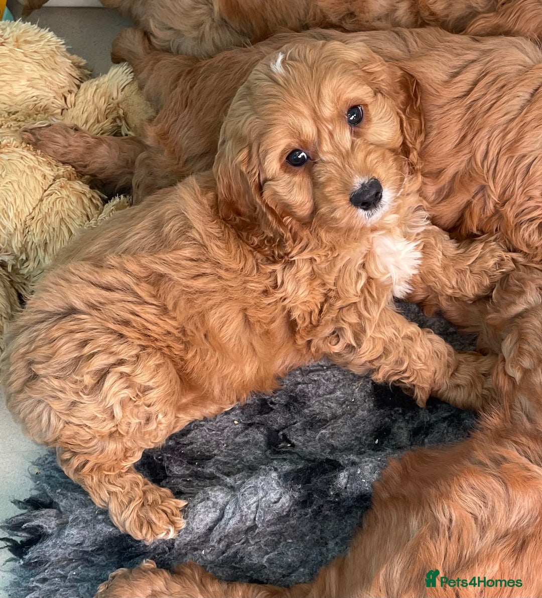 Cockapoo dogs for sale: F1 MINIATURE COCKAPOO PUPPIES DNA HEALTH TESTED  - Advert 3