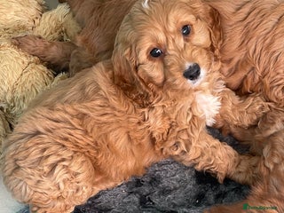 Cockapoo dogs F1 MINIATURE COCKAPOO PUPPIES DNA HEALTH TESTED - Advert 4