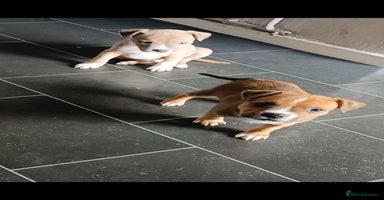 Staffordshire Bull Terrier dogs - Advert 4