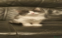 Domestic Shorthair cats for sale: 3 Perfect Black and White Girls Kittens - Image 3