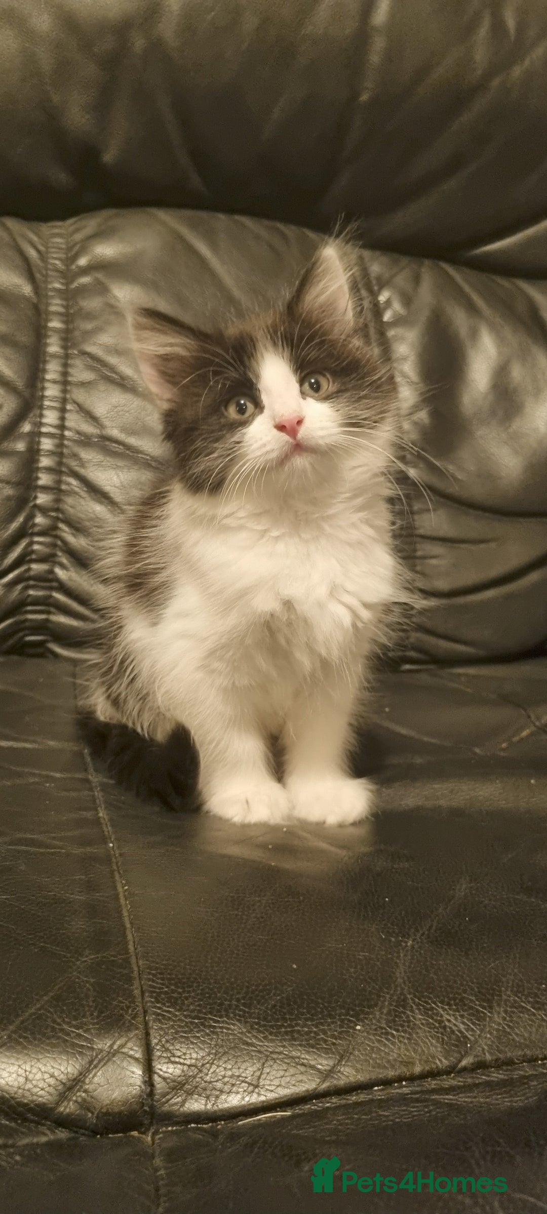 Domestic Shorthair cats for sale: 3 Perfect Black and White Girls Kittens - Image 3