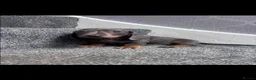 Miniature Dachshund dogs for sale: Miniature dachshund puppies - Advert 3