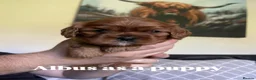 Cavalier King Charles Spaniel dogs for stud: KC Reg Health Tested Proven Cavalier King Charles  - Advert 13