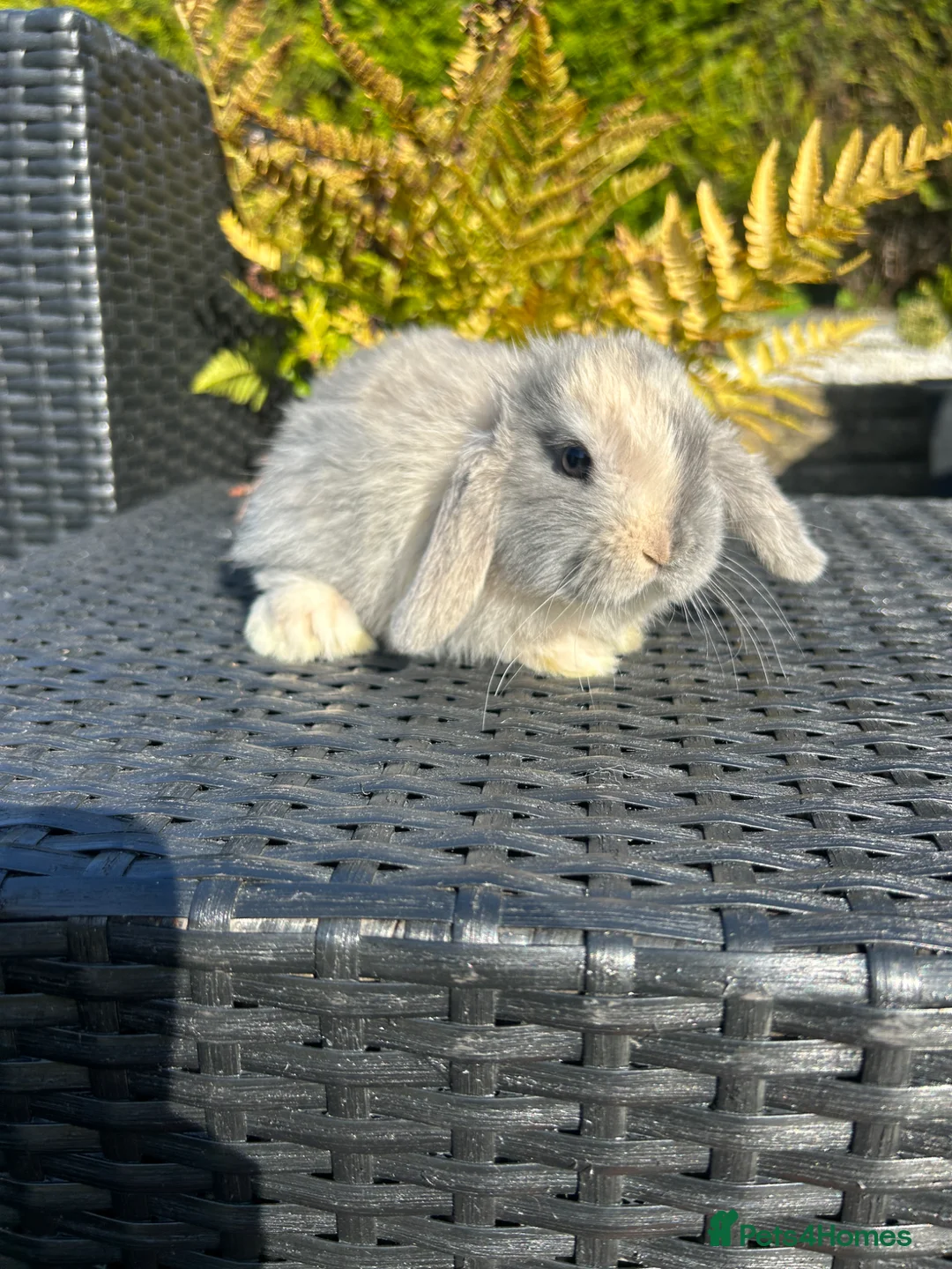 Mini Lop rabbits for sale: Adorable mini lops £85 - Advert 2