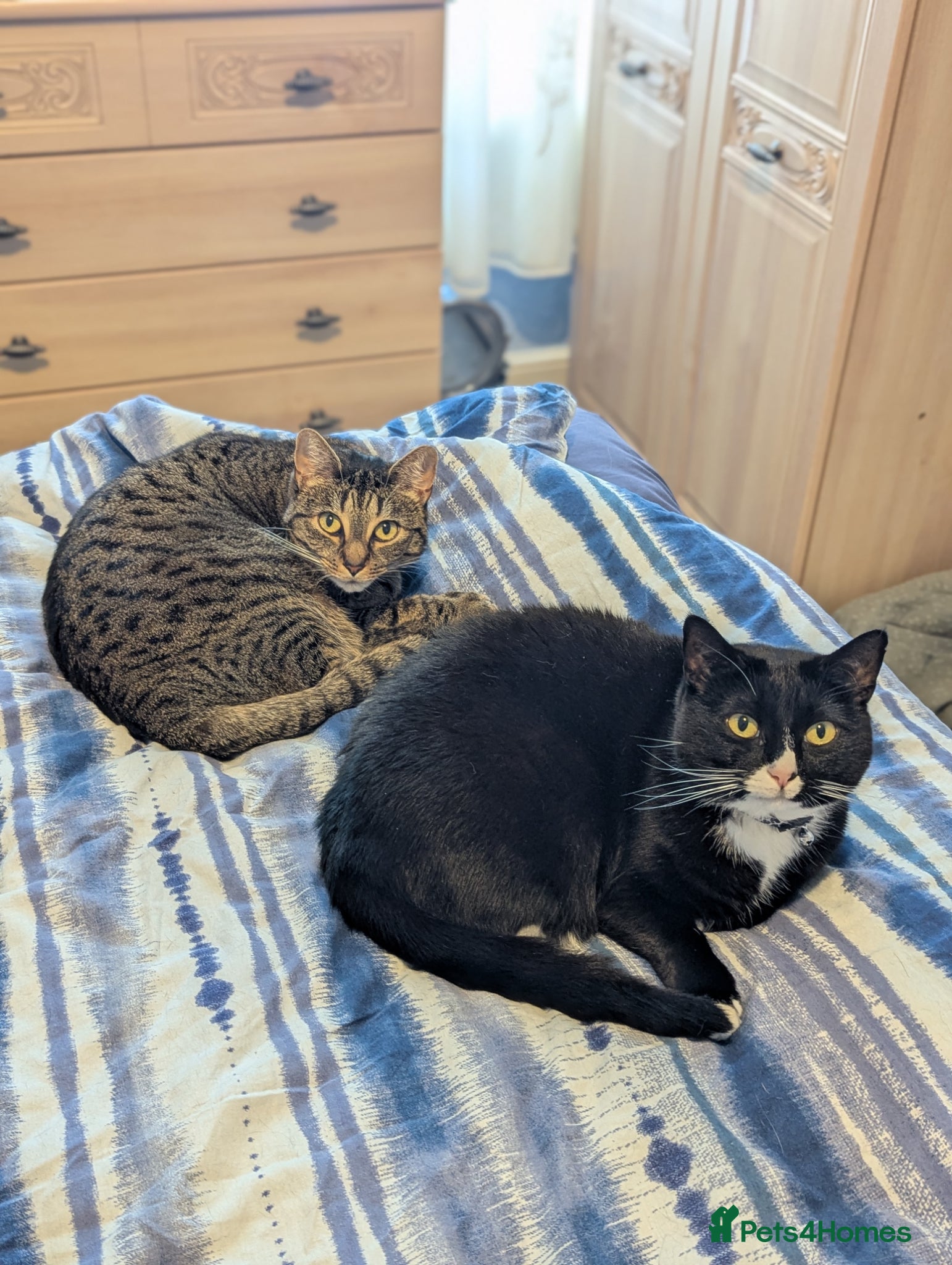 Domestic Shorthair cats Two shorthair cats for rehoming  - Advert 2