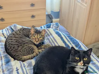 Domestic Shorthair cats Two shorthair cats for rehoming - Advert 12