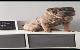 Shar Pei dogs for sale: FREE Male Shar Pei  - Image 1