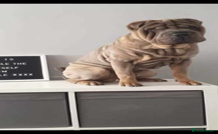 Shar Pei dogs - Advert 1