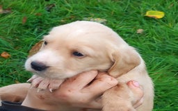 Mixed Breed dogs for sale: Labrador x sprocker - Advert 10