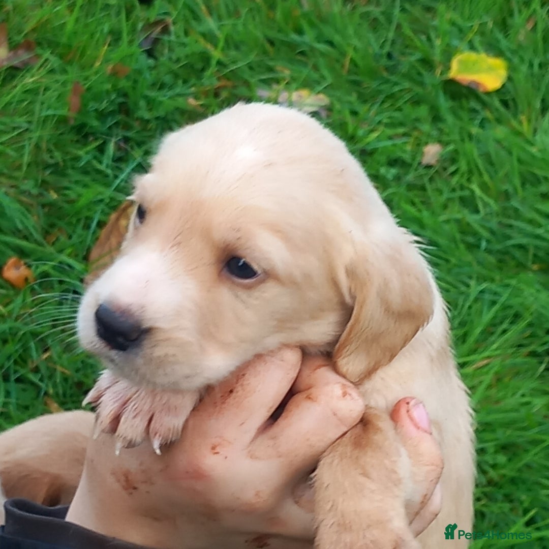 Mixed Breed dogs for sale: Labrador x sprocker - Advert 10