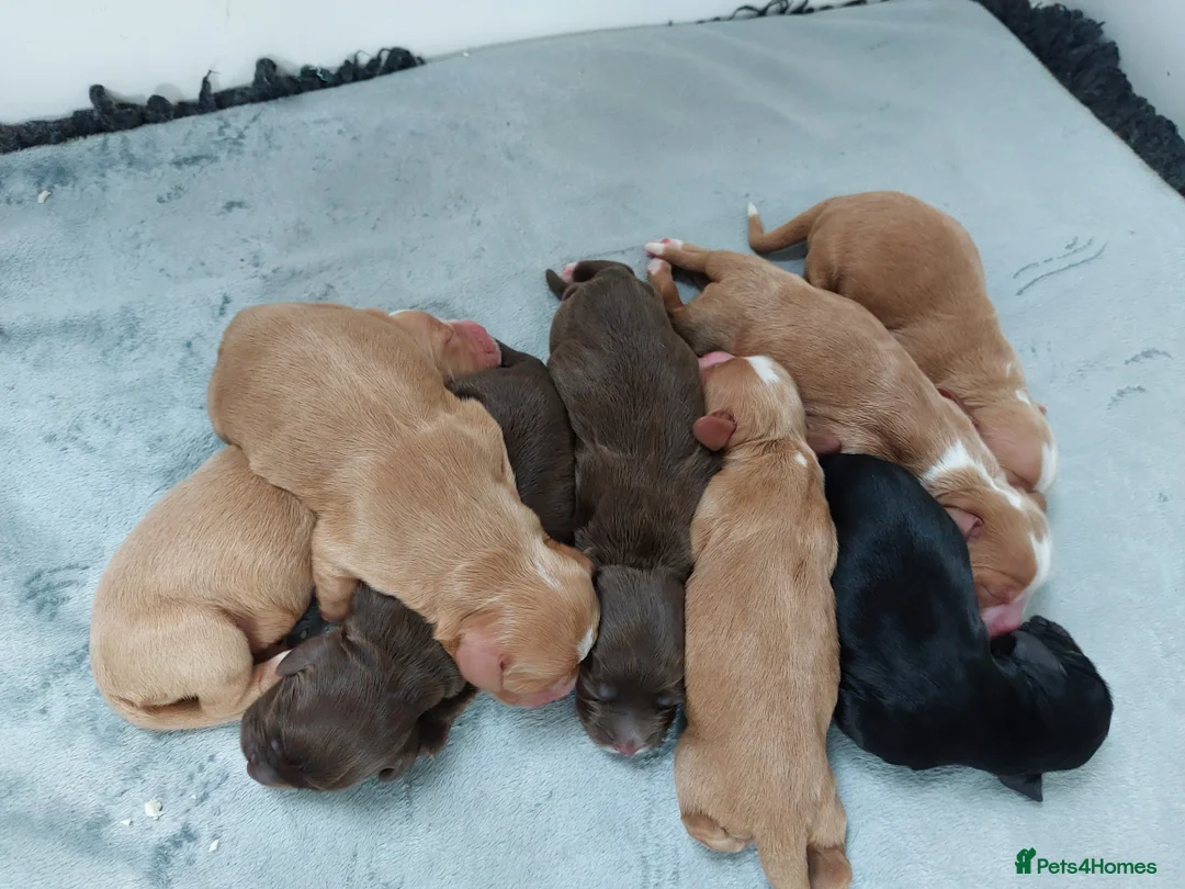 Cocker Spaniel dogs for sale: Cocker Spaniel Pups - Advert 6