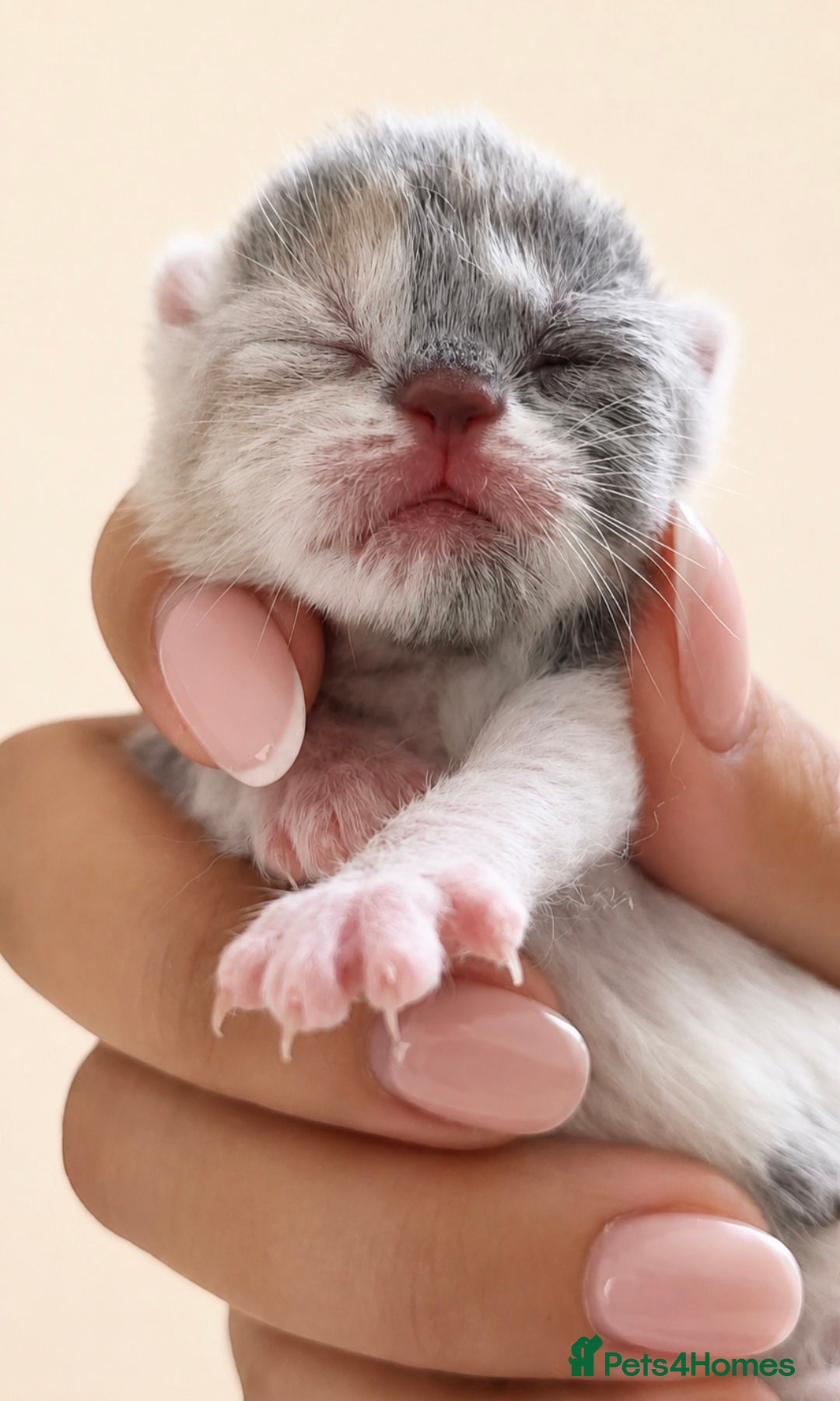 British Shorthair cats Stunning quality British shorthair kittens  - Advert 11
