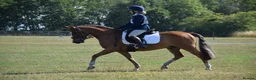 Welsh Section D horses for sale: 14.3/15hh allrounder gelding  in Rowlands Gill - Advert 27