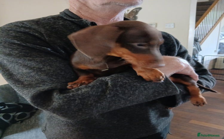 Dachshund dogs - Advert 1